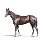 Horses to Remember Beatrice