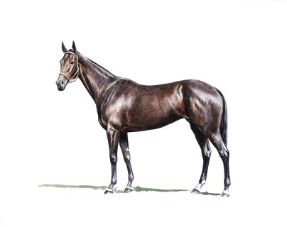 Beatrice_feature Horses to Remember Beatrice