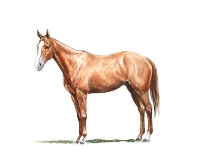 Flash_feature Horses to Remember Flash