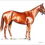 Polo Museum and Hall of Fame Horses to Remember Beetlejuice