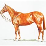 Polo Museum and Hall of Fame Horses to Remember Belle of All