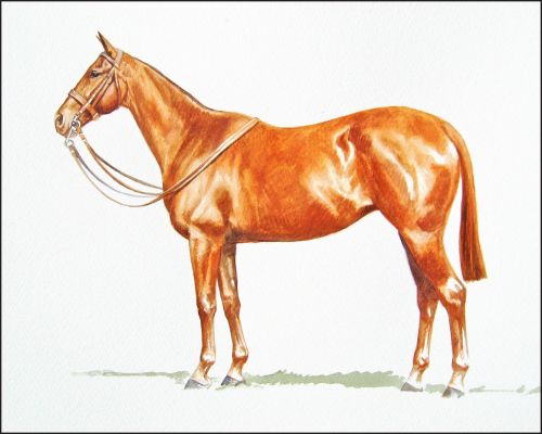 belle_of_all_feature Polo Museum and Hall of Fame Horses to Remember Belle of All