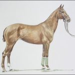 Polo Museum and Hall of Fame Horses to Remember Bonnie J