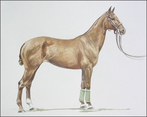 bonnie_j_feature Polo Museum and Hall of Fame Horses to Remember Bonnie J