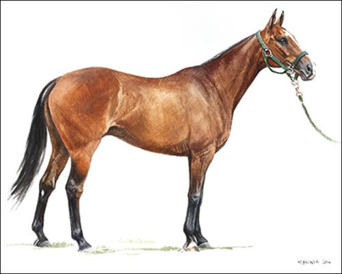 califa_feature Polo Museum and Hall of Fame Horses to Remember califa