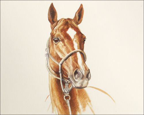 chips_royal_feature Polo Museum and Hall of Fame Horses to Remember Chips Royal