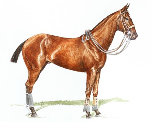 conover_feature Polo Museum and Hall of Fame Horses to Remember Conover