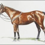 Polo Museum and Hall of Fame Horses to Remember Cottontail