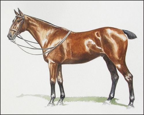 cottontail_feature Polo Museum and Hall of Fame Horses to Remember Cottontail