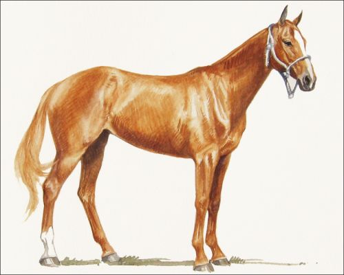 ever_ready_feature Polo Museum and Hall of Fame Horses to Remember Ever Ready