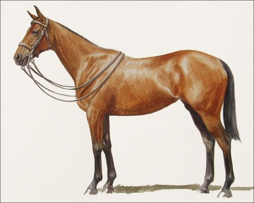 fairy_story_feature Polo Museum and Hall of Fame Horses to Remember Fairy Story