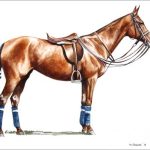 Polo Museum and Hall of Fame Horses to Remember Fuss Budget