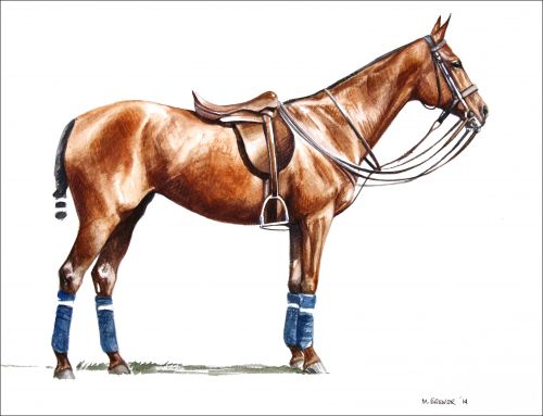 fuss_budget_feature Polo Museum and Hall of Fame Horses to Remember Fuss Budget