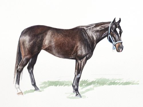 hale-bopp-main Polo Museum and Hall of Fame Horses to Remember Hale Bopp