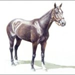 Museum of Polo Horses to Remember Inductee Badger