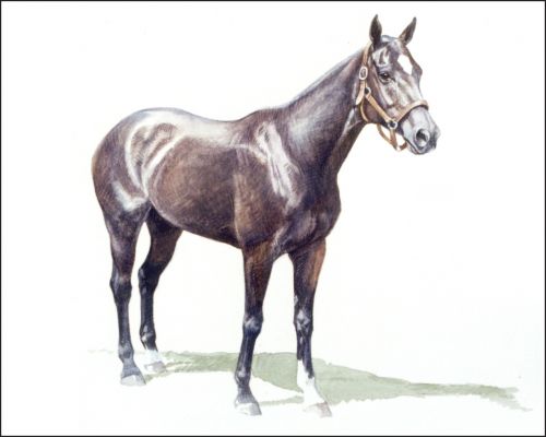 horses-to-remember-badger-feature Museum of Polo Horses to Remember Inductee Badger
