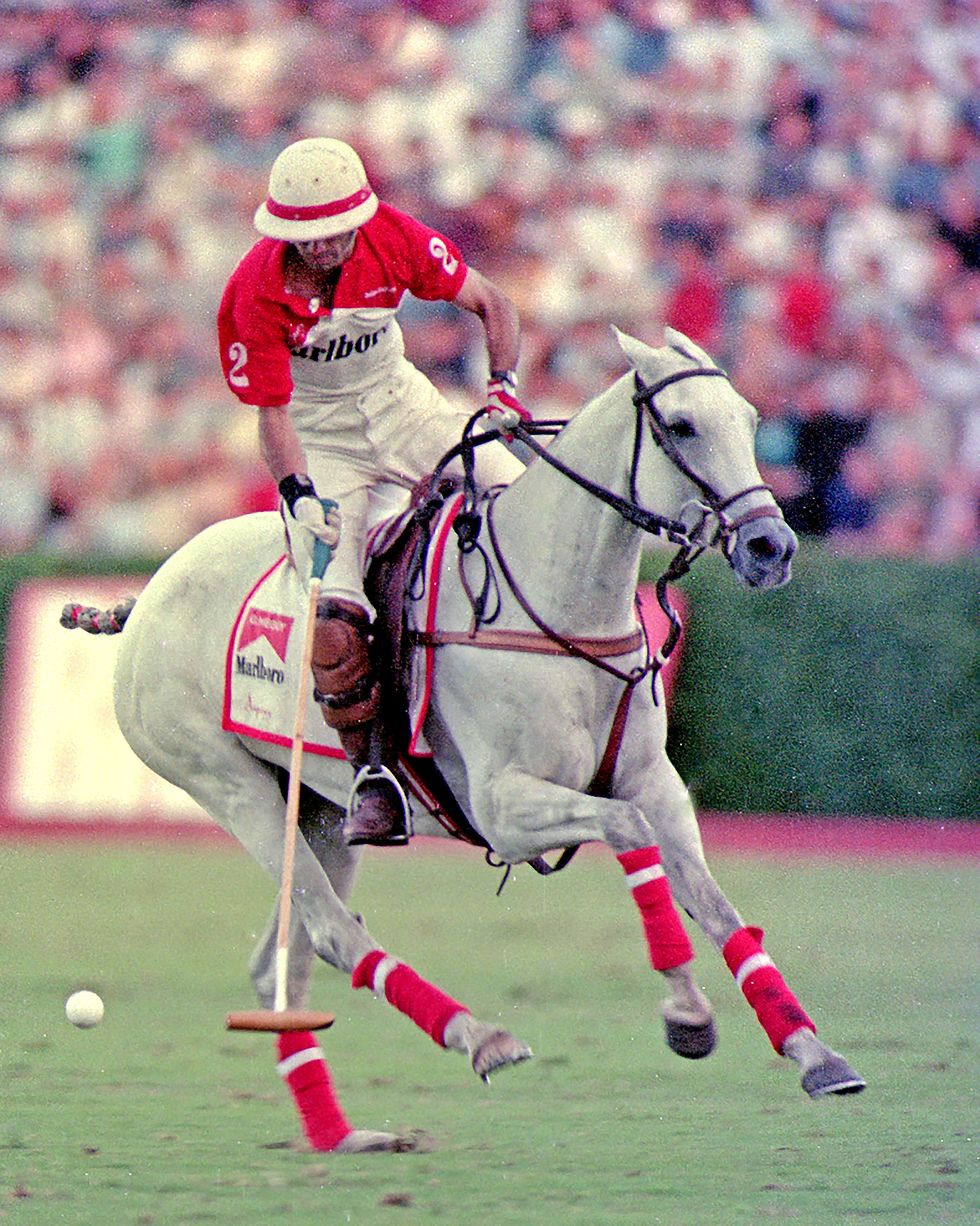 Polo Museum and Hall of Fame Horses to Remember Silverada