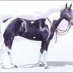 Museum of Polo Horses to Remember Inductee Tobiana