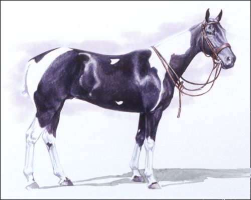 horses-to-remember-tobiana-feature Museum of Polo Horses to Remember Inductee Tobiana
