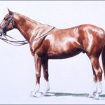 Polo Museum and Hall of Fame Horses to Remember Woodie D (aka Stormy)