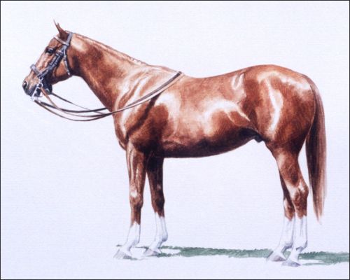 horses-to-remember-woodie-d-feature Polo Museum and Hall of Fame Horses to Remember Woodie D (aka Stormy)