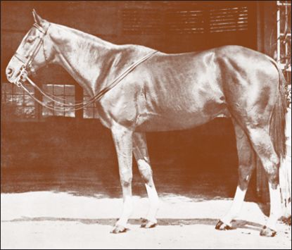 Woodie D (aka Stormy) | Horses to Remember 2001 Polo Museum and Hall of Fame Inductee