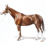 Polo Museum and Hall of Fame Horses to Remember Gargantilla