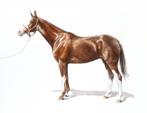 htr_portrait_gargantilla_feature Polo Museum and Hall of Fame Horses to Remember Gargantilla