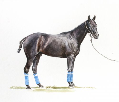 htr_portrait_wembley_feature Polo Museum and Hall of Fame Horses to Remember Wembley