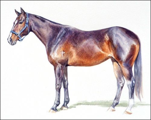 khaki_feature Polo Museum and Hall of Fame Horses to Remember Khaki