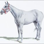 Polo Museum and Hall of Fame Horses to Remember La Fortuno