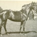 Polo Museum and Hall of Fame Horses to Remember Little Mary