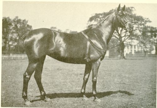 littlemary_feature Polo Museum and Hall of Fame Horses to Remember Little Mary