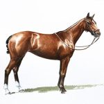 Polo Museum and Hall of Fame Horses to Remember Lovely Sage