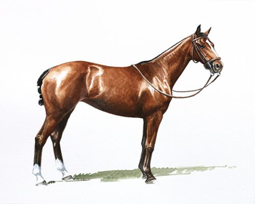 lovely_sage_feature Polo Museum and Hall of Fame Horses to Remember Lovely Sage