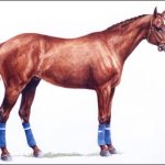 Polo Museum and Hall of Fame Horses to Remember Magazin