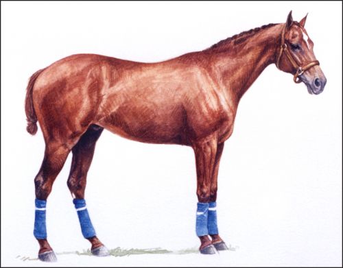 magazin_feature Polo Museum and Hall of Fame Horses to Remember Magazin