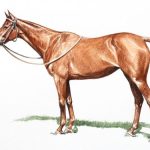 Polo Museum and Hall of Fame Horses to Remember None So Pretty
