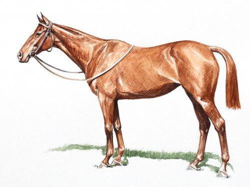 none-so-pretty-feature Polo Museum and Hall of Fame Horses to Remember None So Pretty