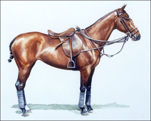 ragamuffin_htr_0 Polo Museum and Hall of Fame Horses to Remember Ragamuffin