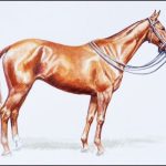 Polo Museum and Hall of Fame Horses to Remember Red Ace