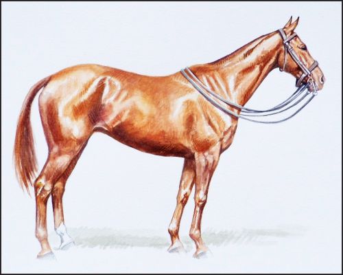red_ace_feature Polo Museum and Hall of Fame Horses to Remember Red Ace