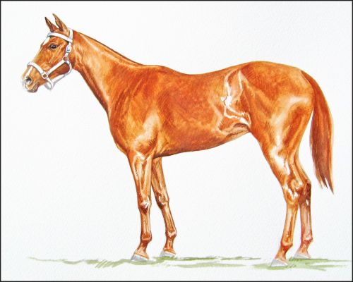 rotallen_feature Polo Museum and Hall of Fame Horses to Remember Rotallen