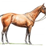 Polo Museum and Hall of Fame Horses to Remember Royal DIamond