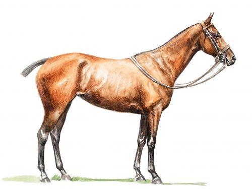 royal-diamond-feature Polo Museum and Hall of Fame Horses to Remember Royal DIamond