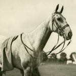 Polo Museum and Hall of Fame Horses to Remember Ruifino