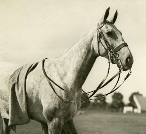 ruifino_feature Polo Museum and Hall of Fame Horses to Remember Ruifino