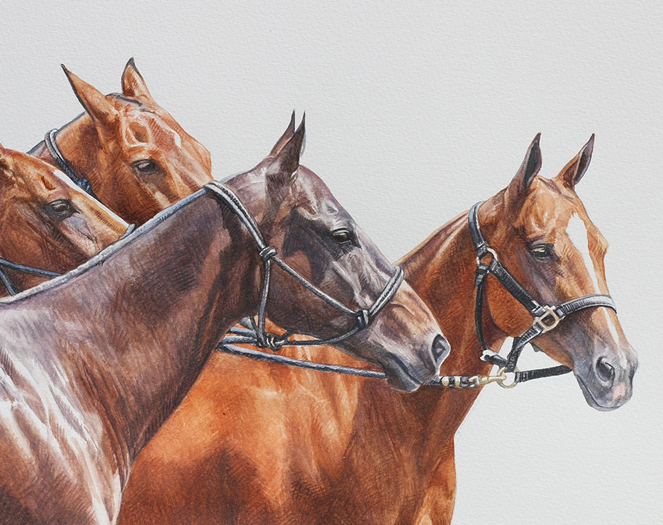The Sport of Polo: The Horses