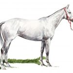 Polo Museum and Hall of Fame Horses to Remember Royal DIamond