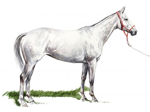 sweet-be-feature Polo Museum and Hall of Fame Horses to Remember Royal DIamond